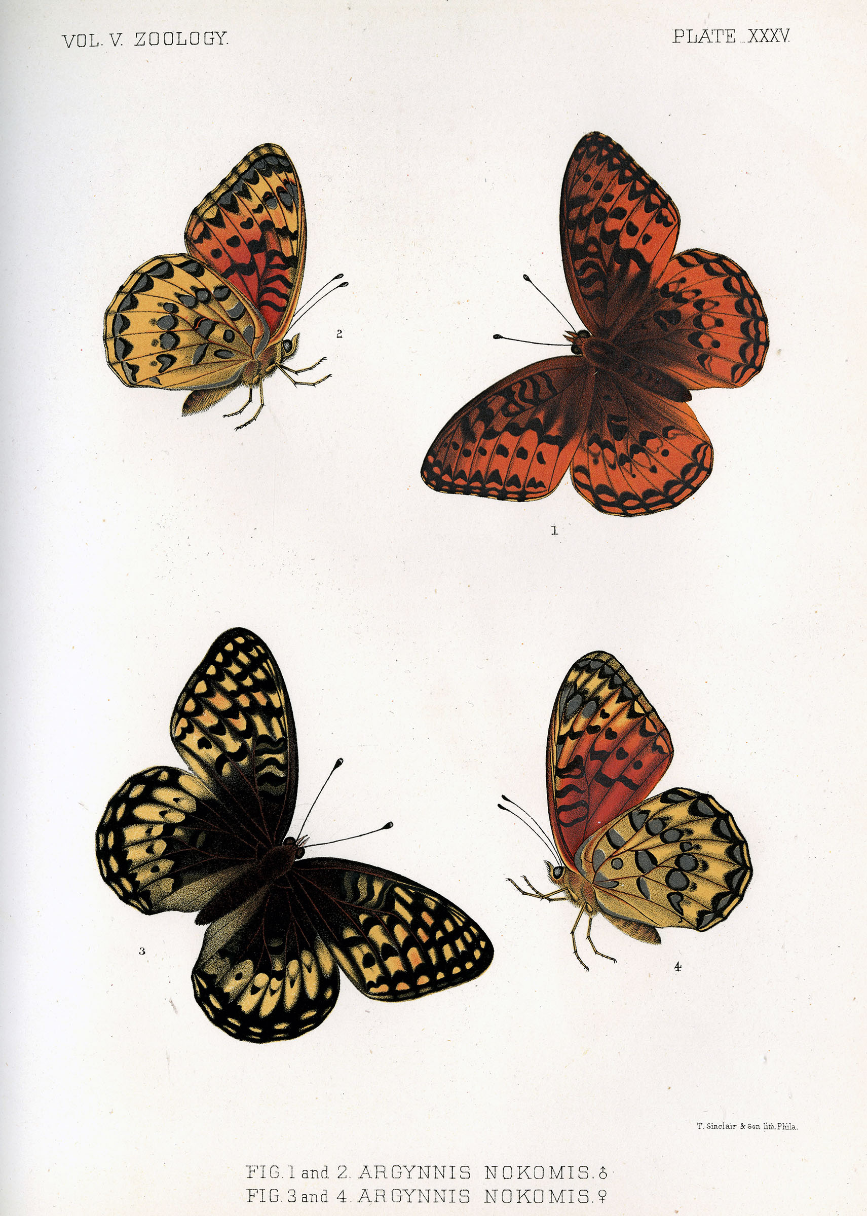 Drawing of four butterflies